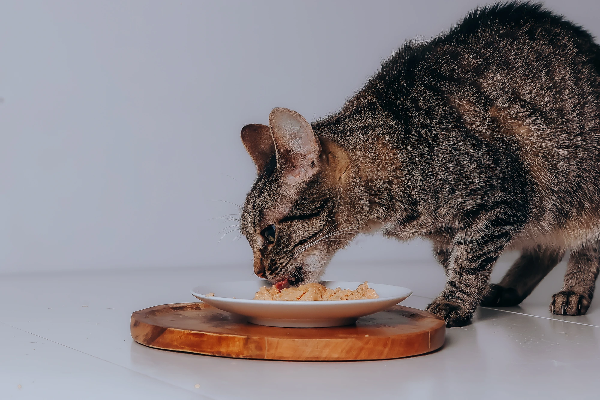 Pisică tabby mâncând din farfurie, văzută din profil
