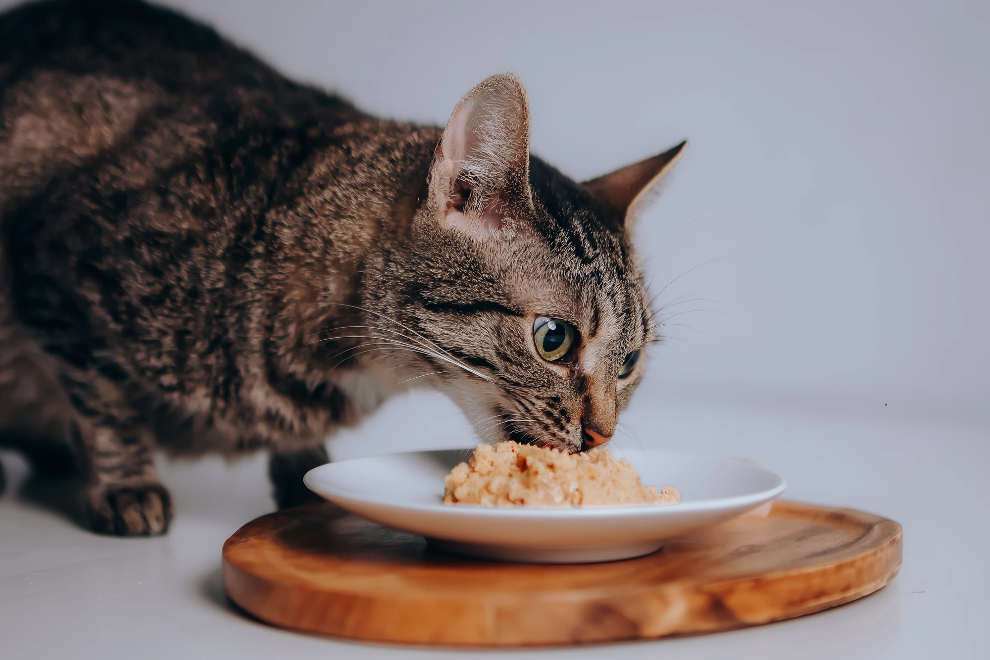 Pisică tabby mâncând din farfurie, pe tăviță de lemn