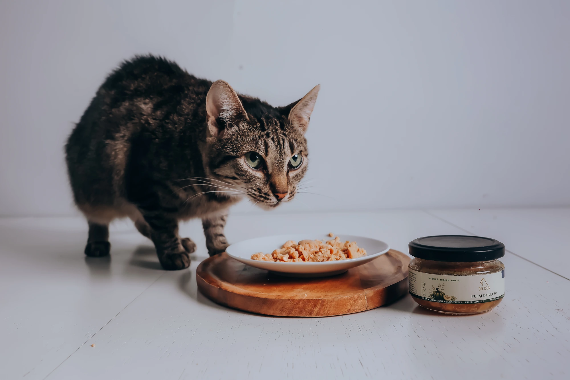 Pisică tabby lângă farfuria și borcanul NOSA