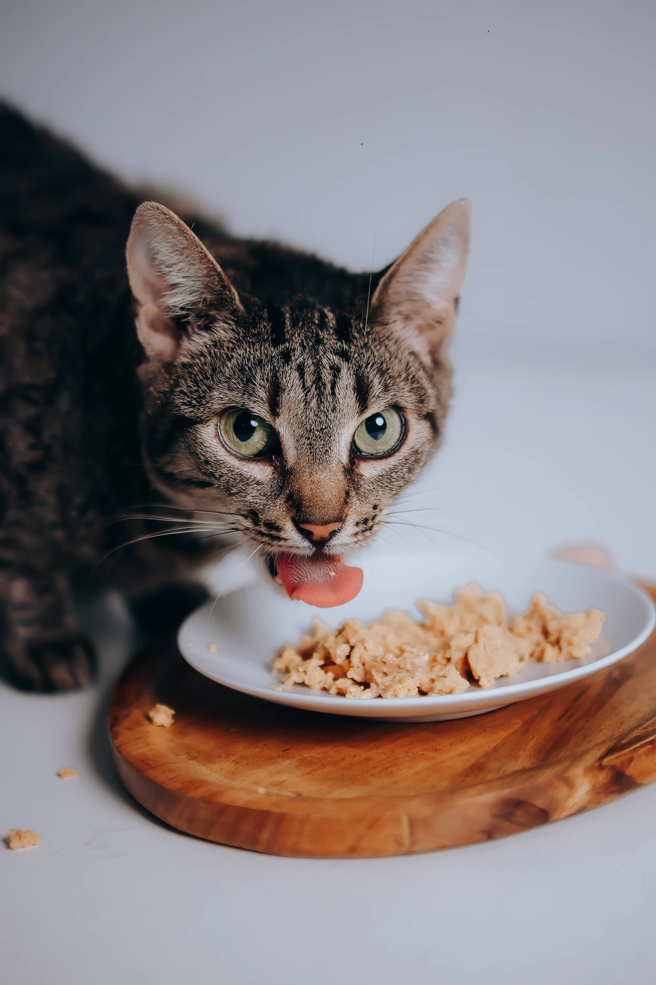 Pisică tabby făcând curat după masa NOSA
