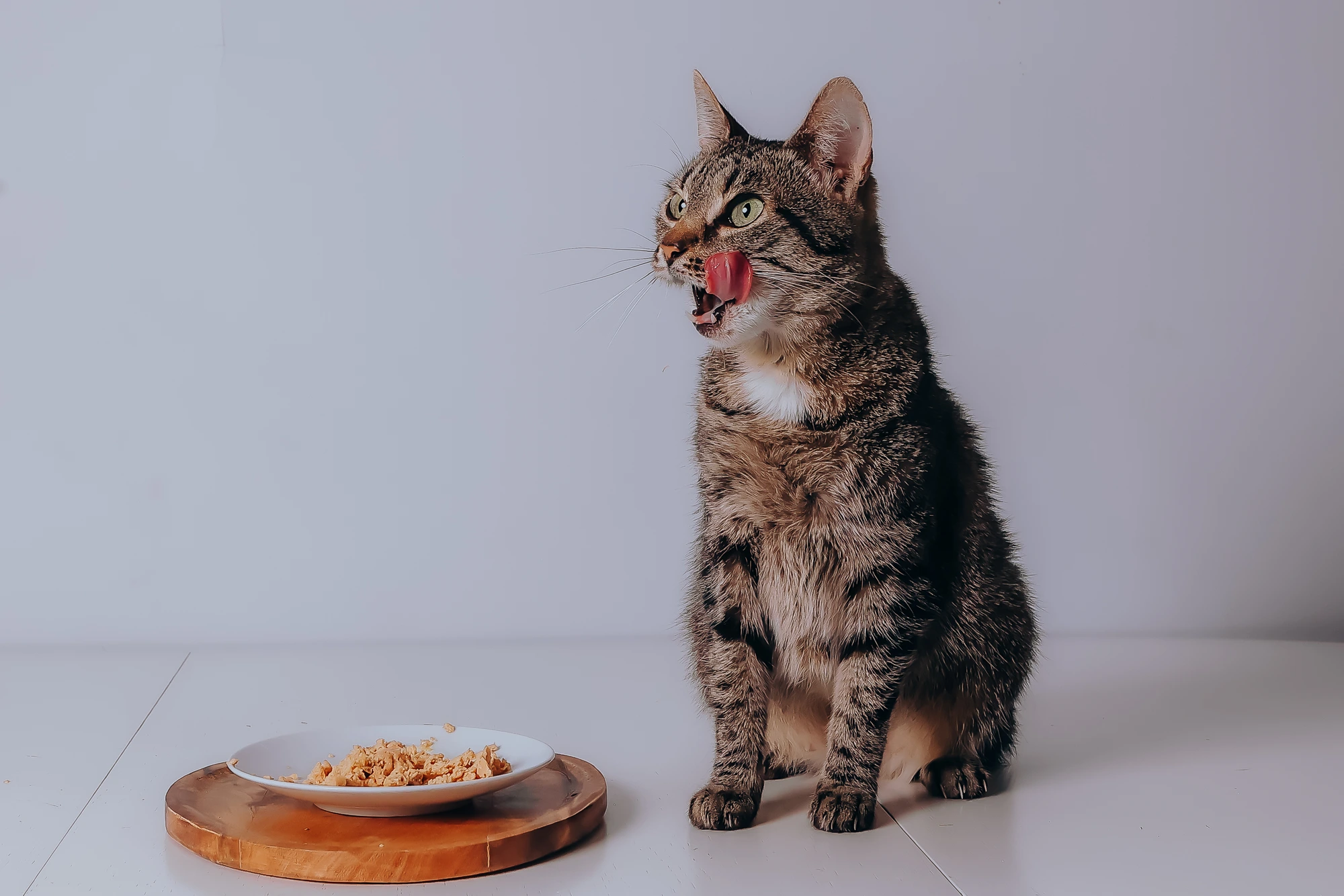 Pisică tabby lingându-se pe bot lângă farfuria cu hrană NOSA